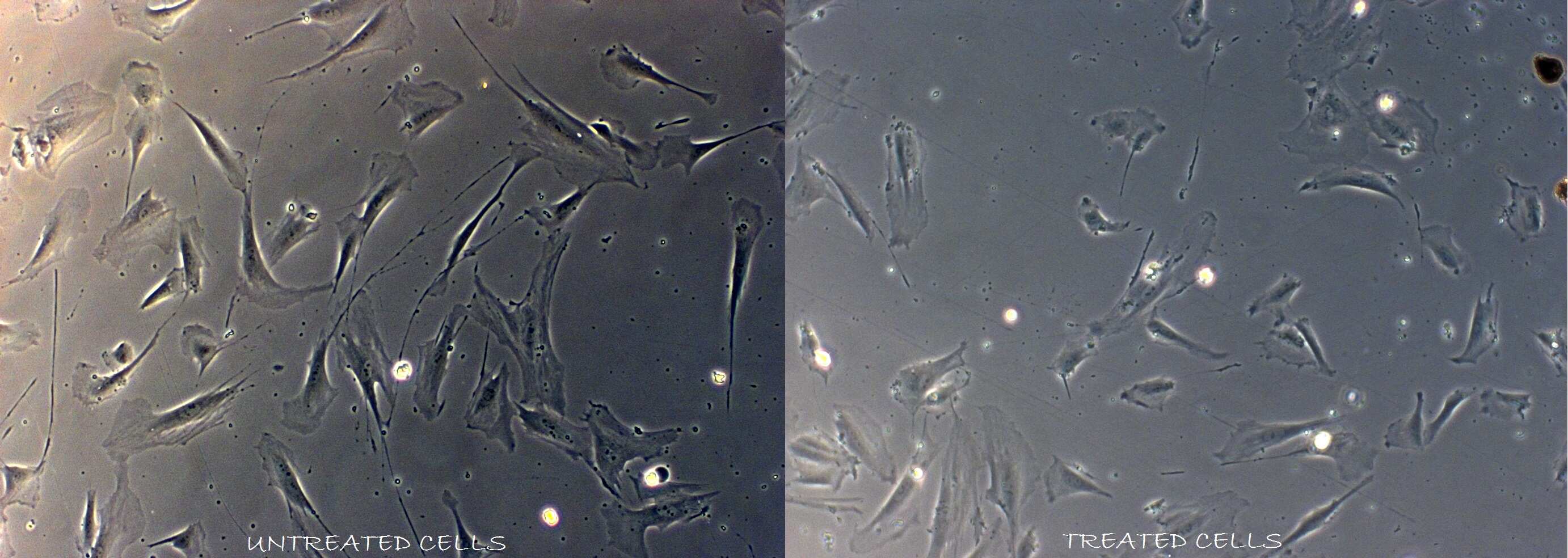 Recombinant Human Tgf Beta 1 Protein 240 B 002 R D Systems