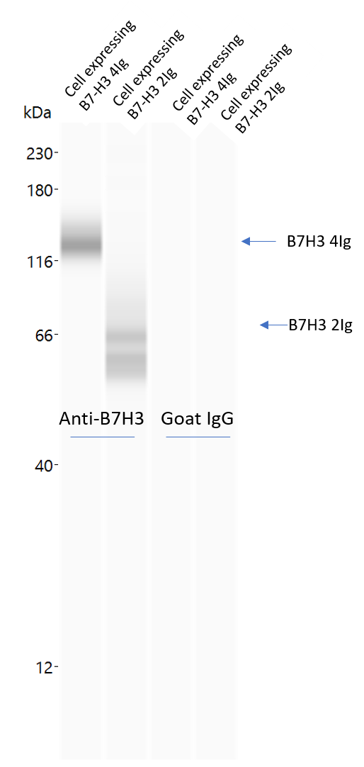 Normal Goat Igg Control Ab 108 C R D Systems