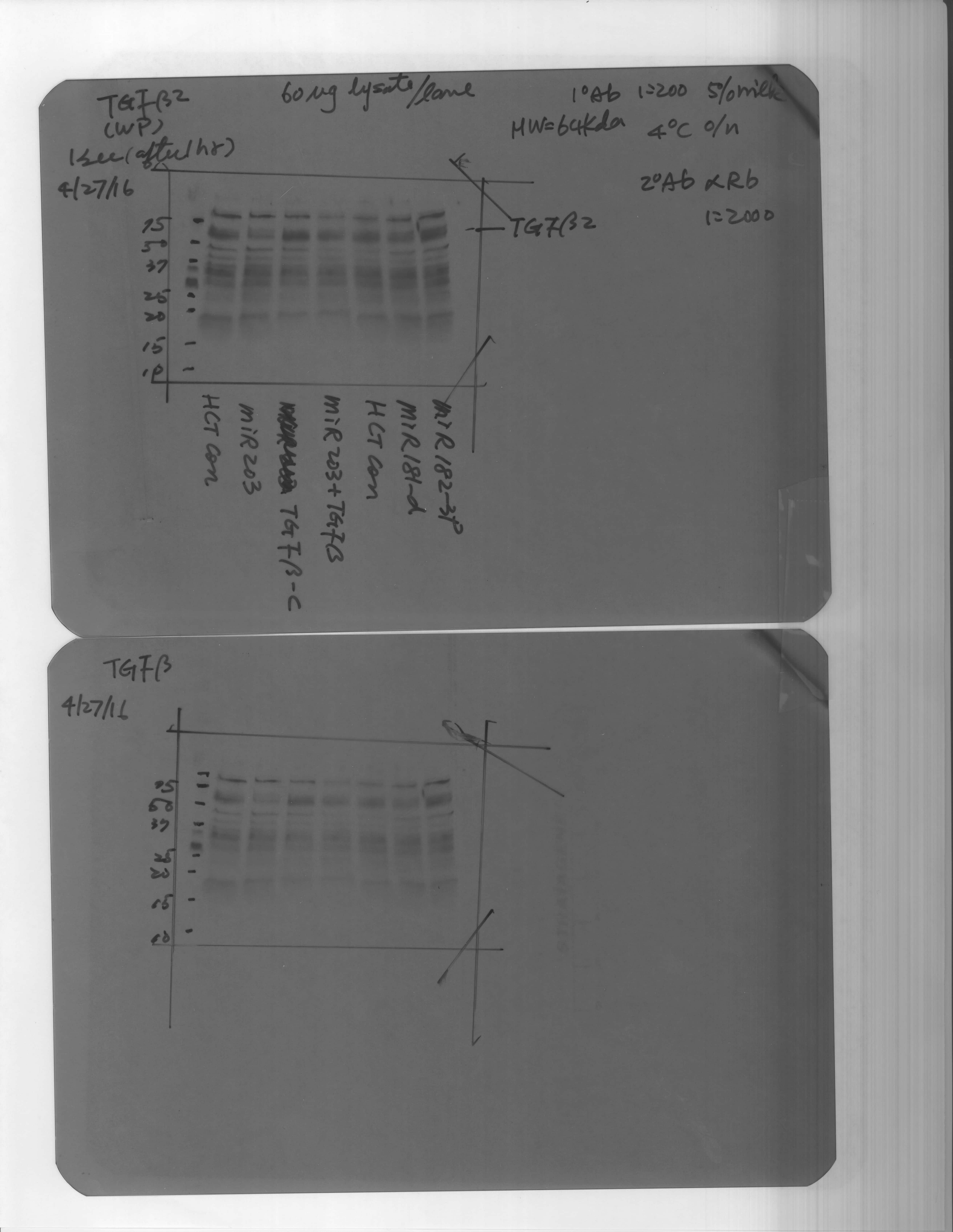 Tgf Beta 2 Antibody Ab 12 Na R D Systems