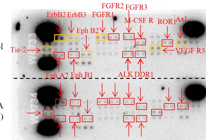 Proteome Profiler Human Phospho Rtk Array Kit Ary001b R D Systems