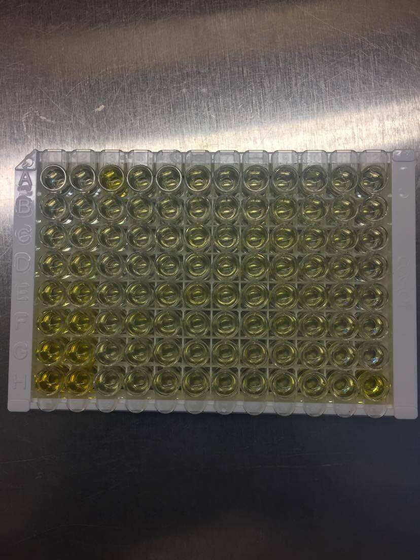 Human Il 1 Beta Il 1f2 Quantikine Hs Elisa Kit Hslb00d R D Systems