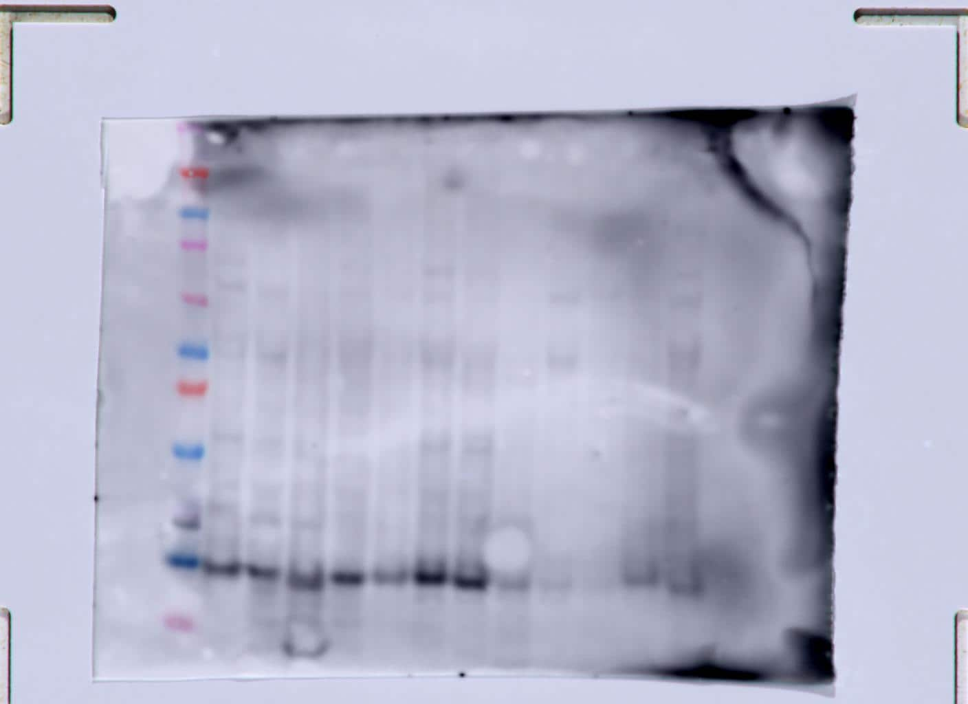 Tgf Beta 1 2 3 Antibody Mab15 R D Systems